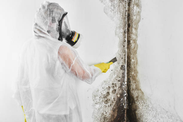 Best Residential Mold Removal  in Whitesboro, NY
