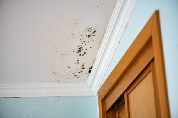 Best Office Mold Removal Services  in Whitesboro, NY